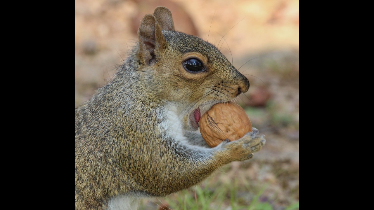 Squirrels at the park