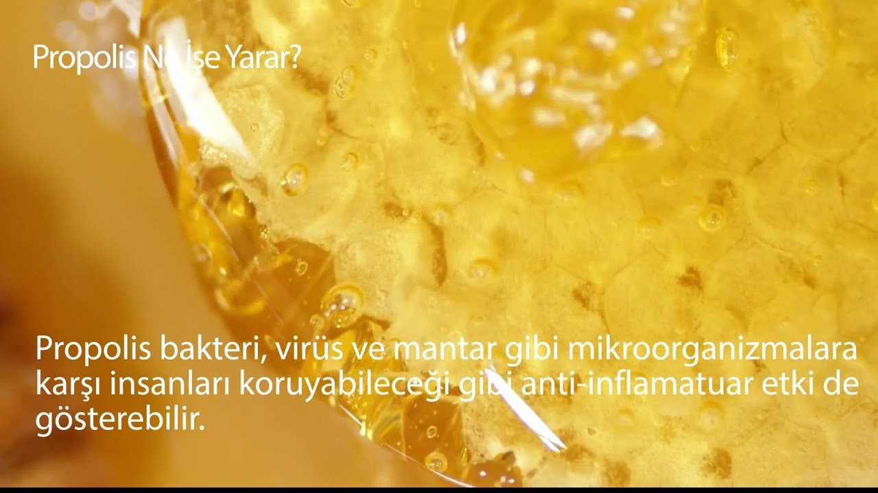 Propolis nedir?
