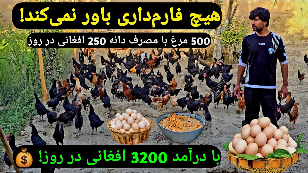 Afghan Village Life | Making Homemade Natural Feed for Baby Chicks 🐥