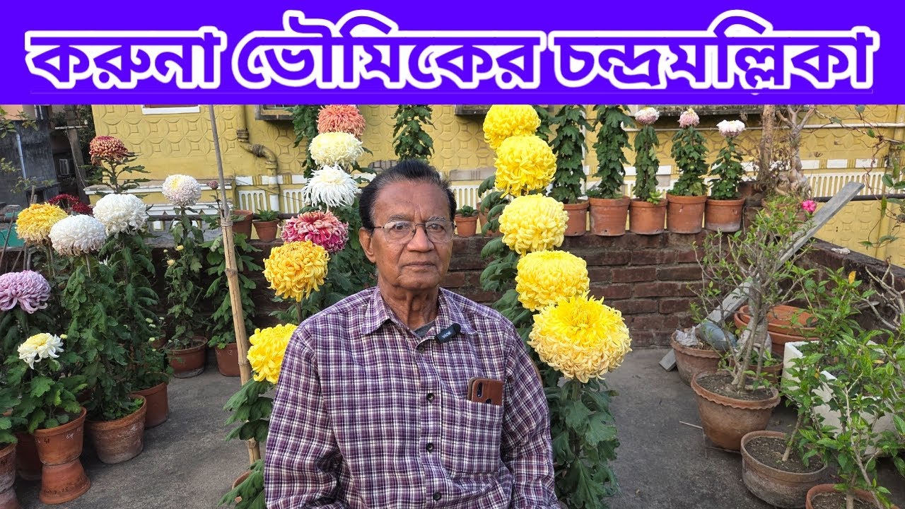 করুনা ভৌমিকের চন্দ্রমল্লিকা||Chrysanthemum Giants Of famous Karuna Bhowmick||