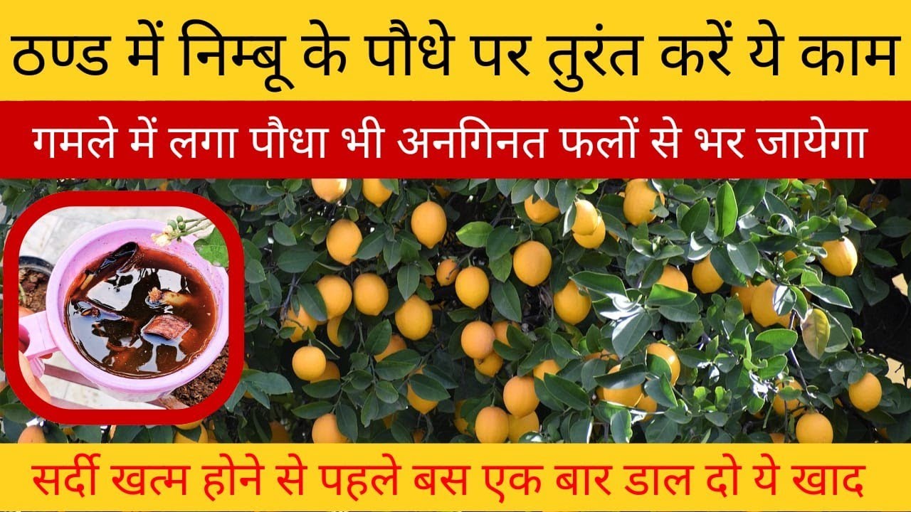 नींबू पर लगेंगे अनगिनत फल. Lemon plant fertilizer. Lemon plant not fruiting.Nimbu plant fertilizer.