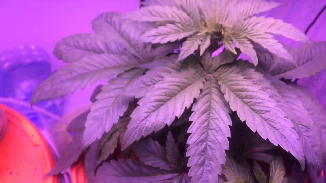 Franco&rsquo;S Lemon Chees Day 27