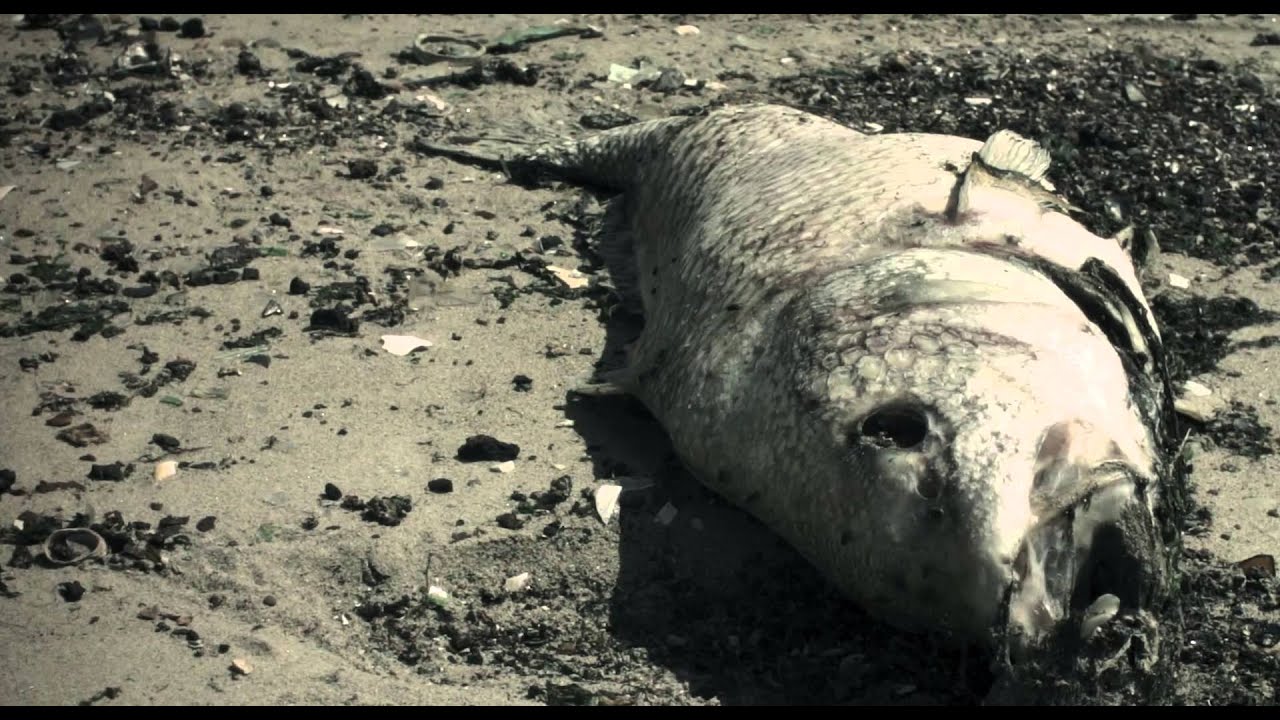Dead Horse Bay