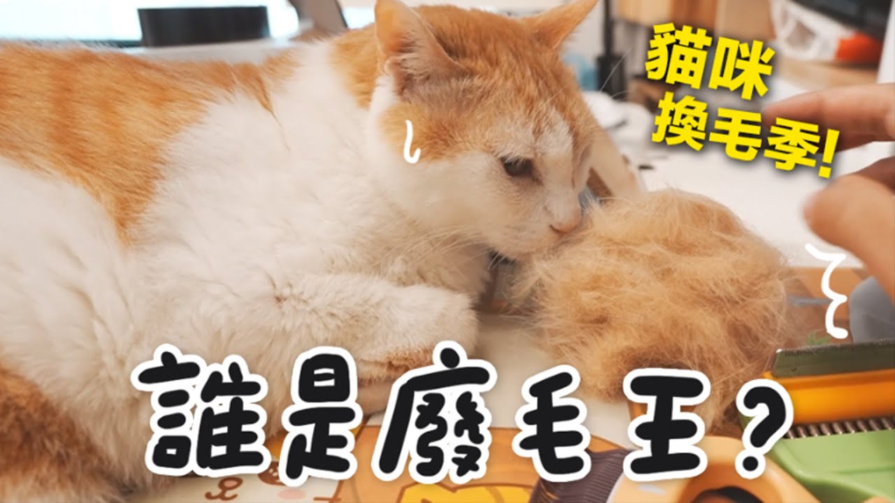 【黃阿瑪的後宮生活】貓咪換毛季！誰是後宮廢毛王？