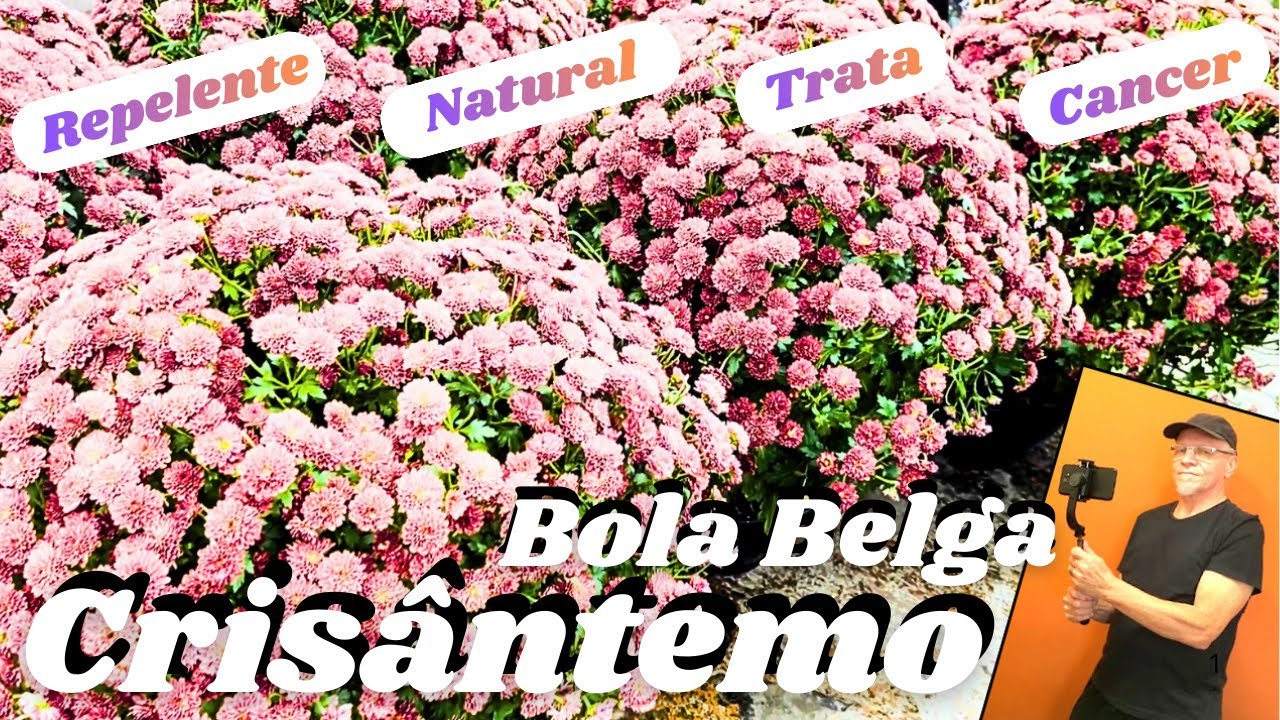 Crisântemo bola belga, beleza comparadas ao pôr do sol.