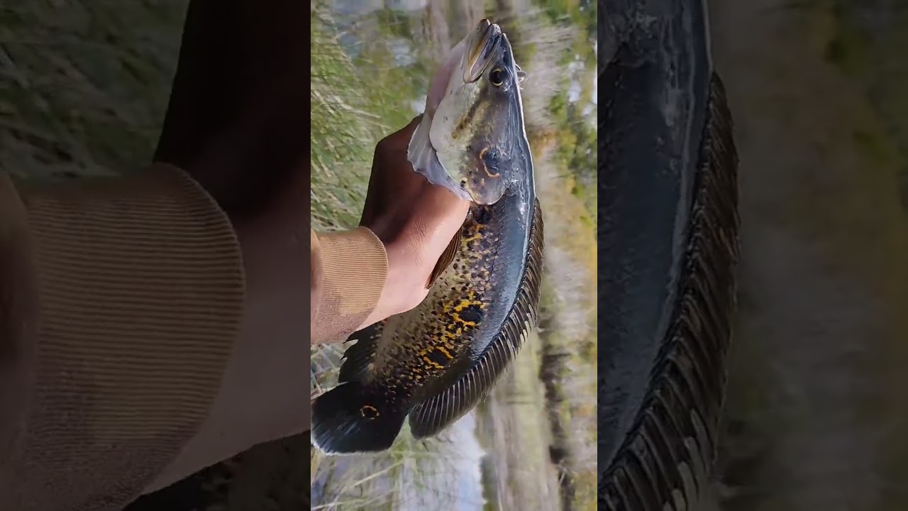 ikan kerandang