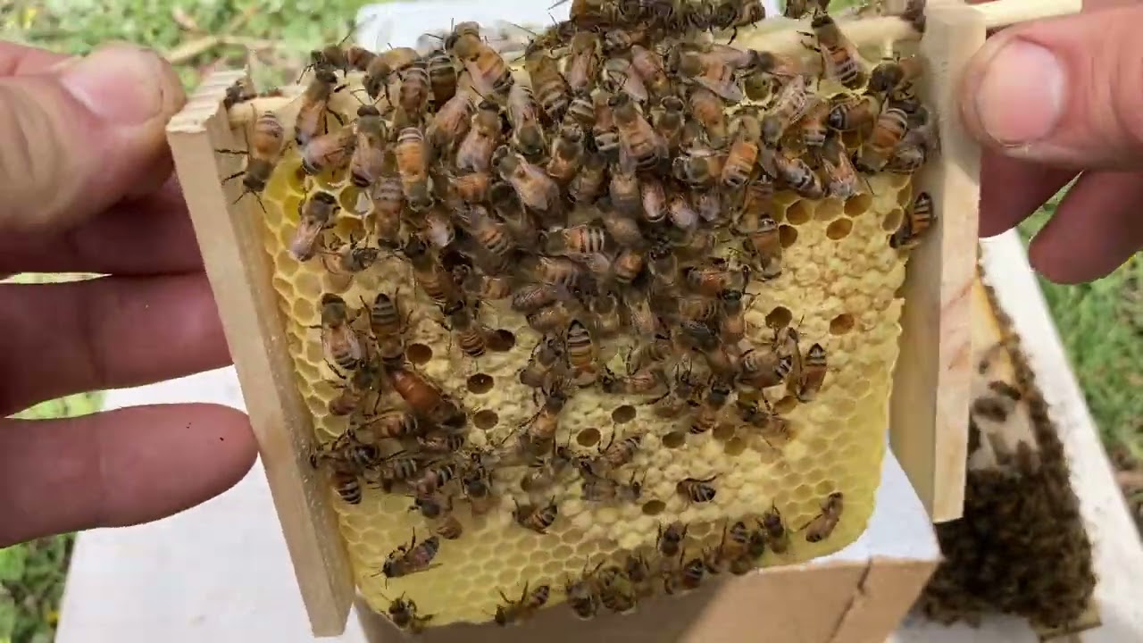 Splitting Strong Mini Nucs