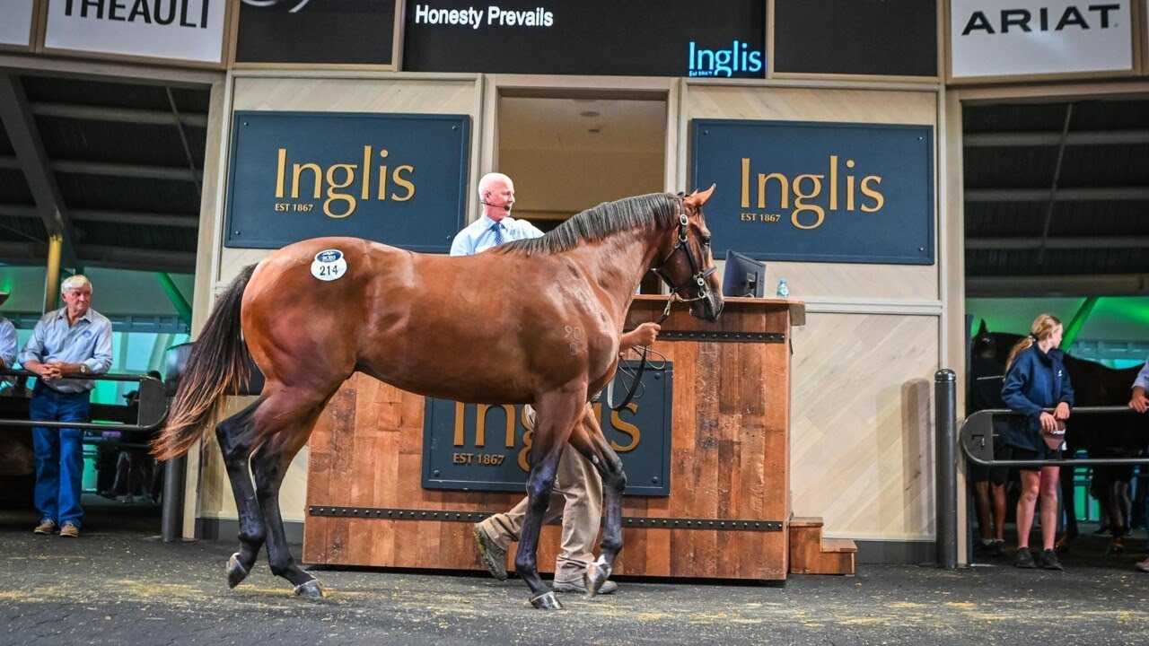 Wayne Hawkes on adding quality horses to the Hawkes Racing team