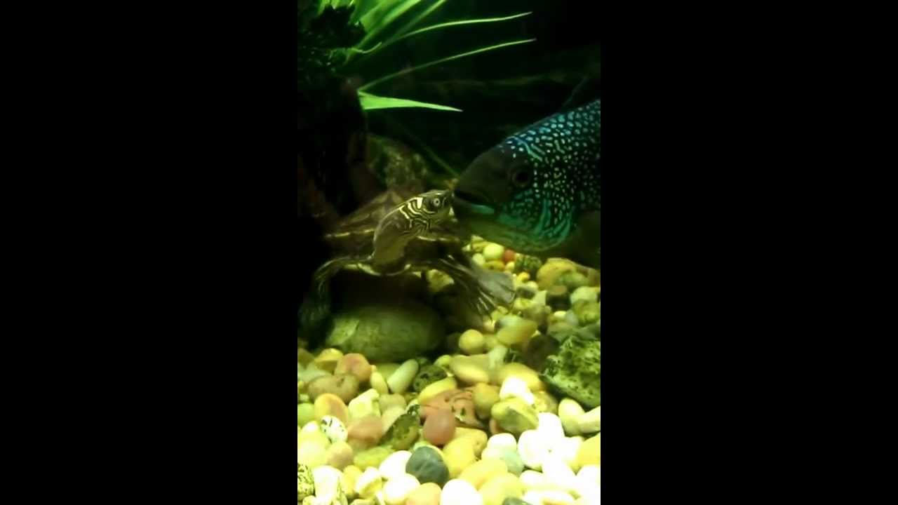 Turtle and Fish cohabitating