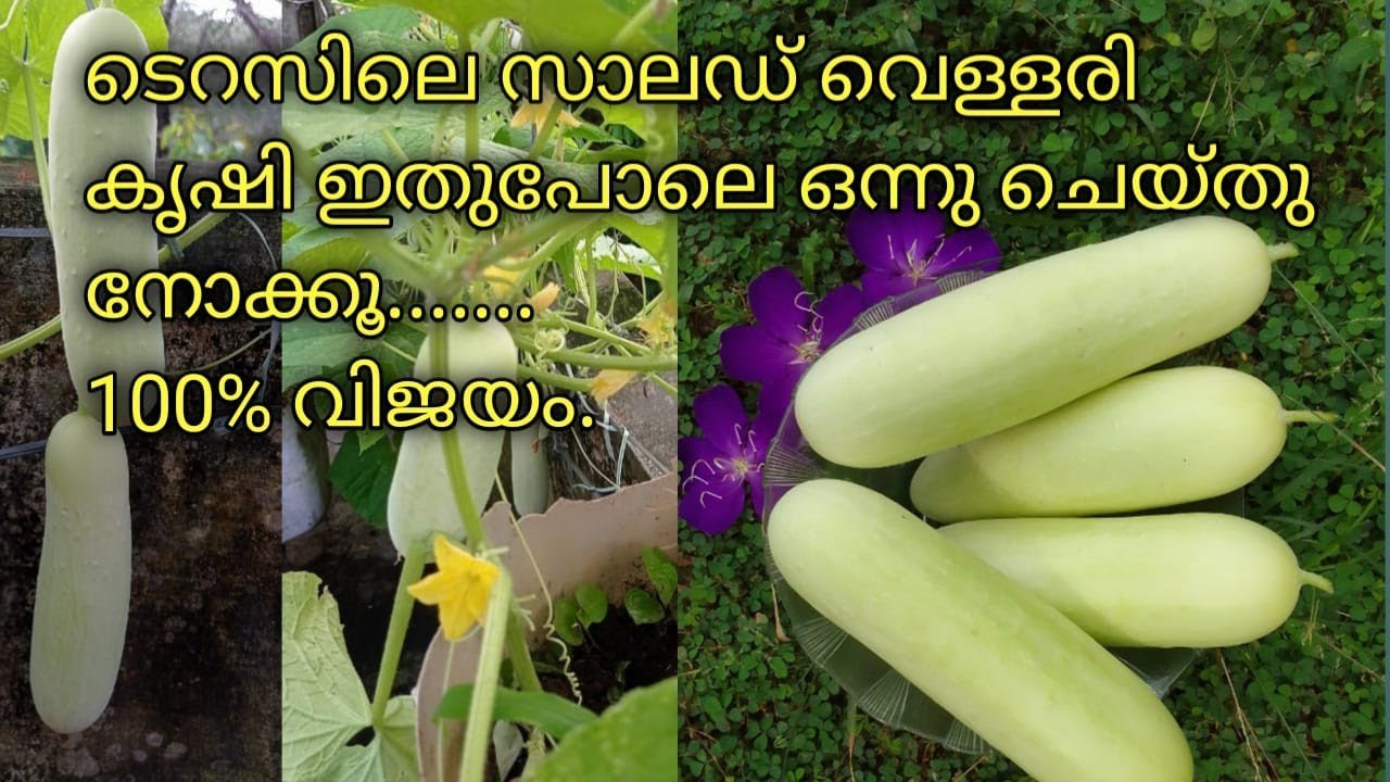 ടെറസിൽ  സാലഡ് വെള്ളരി കൃഷി  എങ്ങനെ വിജയകരമായി  ചെയ്യാം