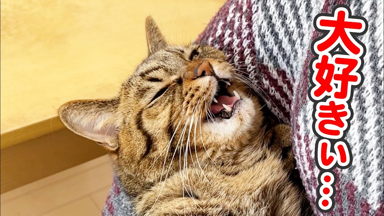 ママの事が好き過ぎて一日中くっついて離れない、甘えん坊な猫