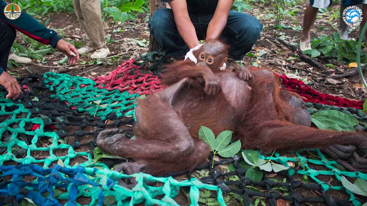 Tiny Orangutan Baby and Mother Rescued from Destroyed Rainforest