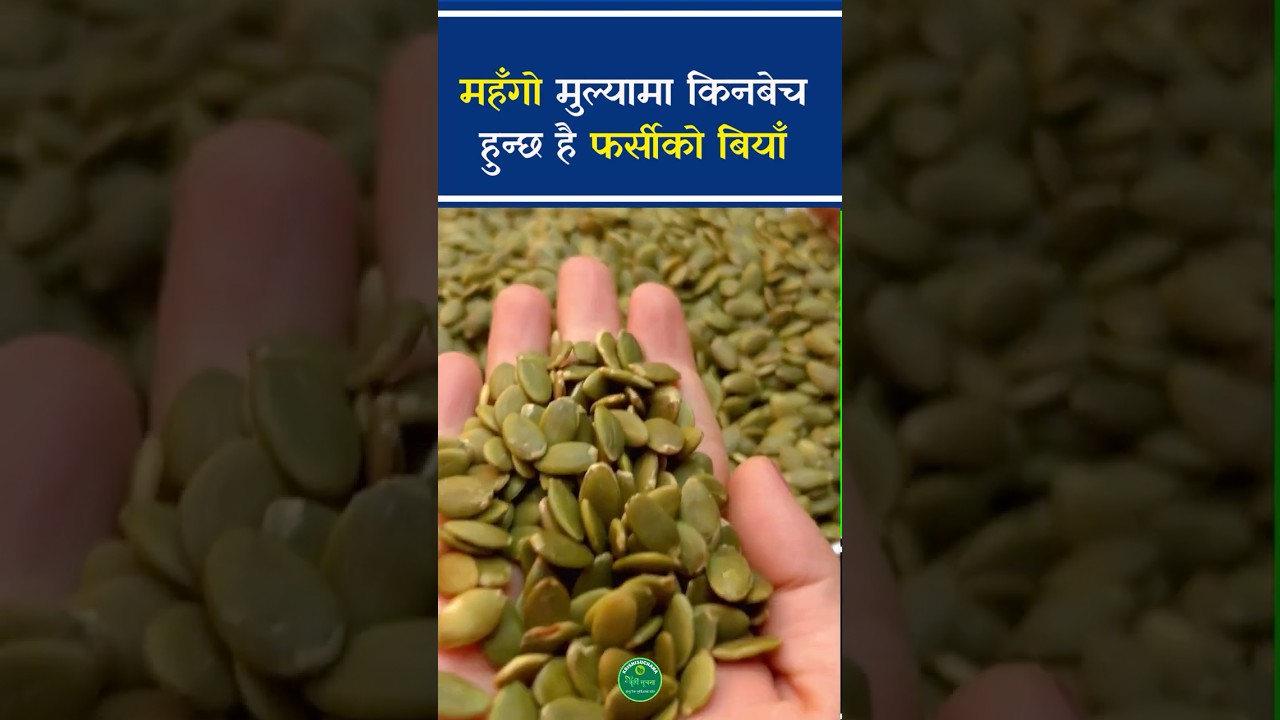 फर्सीको बिया बेचेर राम्रो आम्दानी! थोरै लगानी, ठूलो फाइदा दिन सक्छ। #krishisuchana