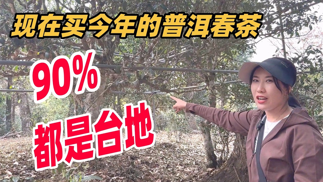 現在買今年的普洱春茶90%都是臺地#普洱茶 #茶文化 #古树茶 #te #茶葉 #普洱茶wechat #茶 #茶叶 #茶生活 #喝茶 #品茶 #泡茶  #古樹茶