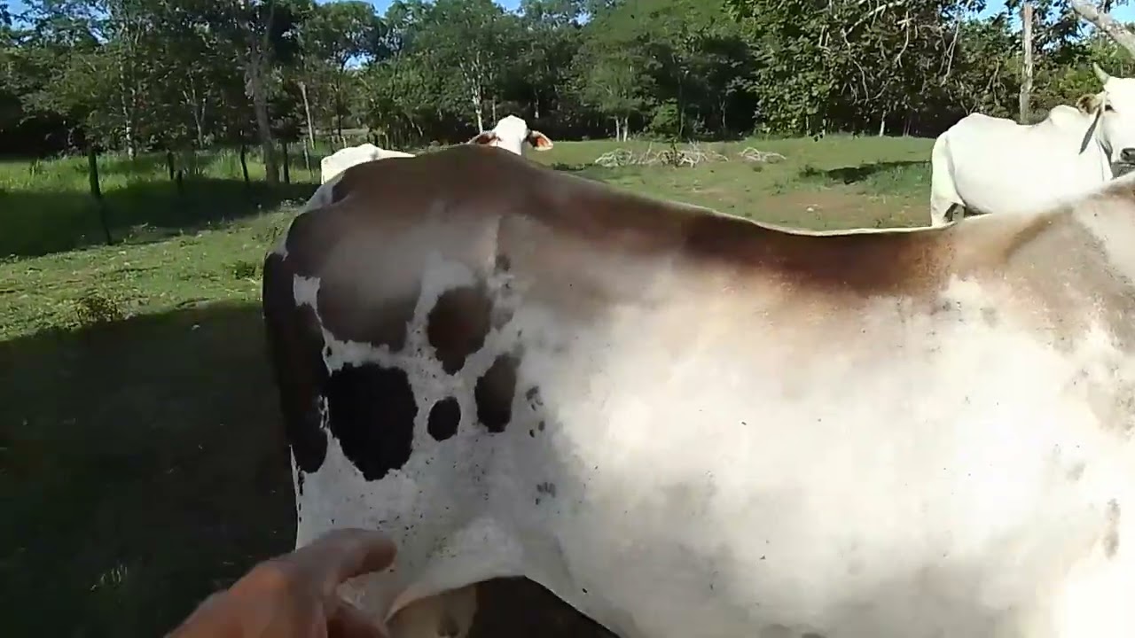 Viemos olhar o gadinho na chácara onde alugamos o pasto...