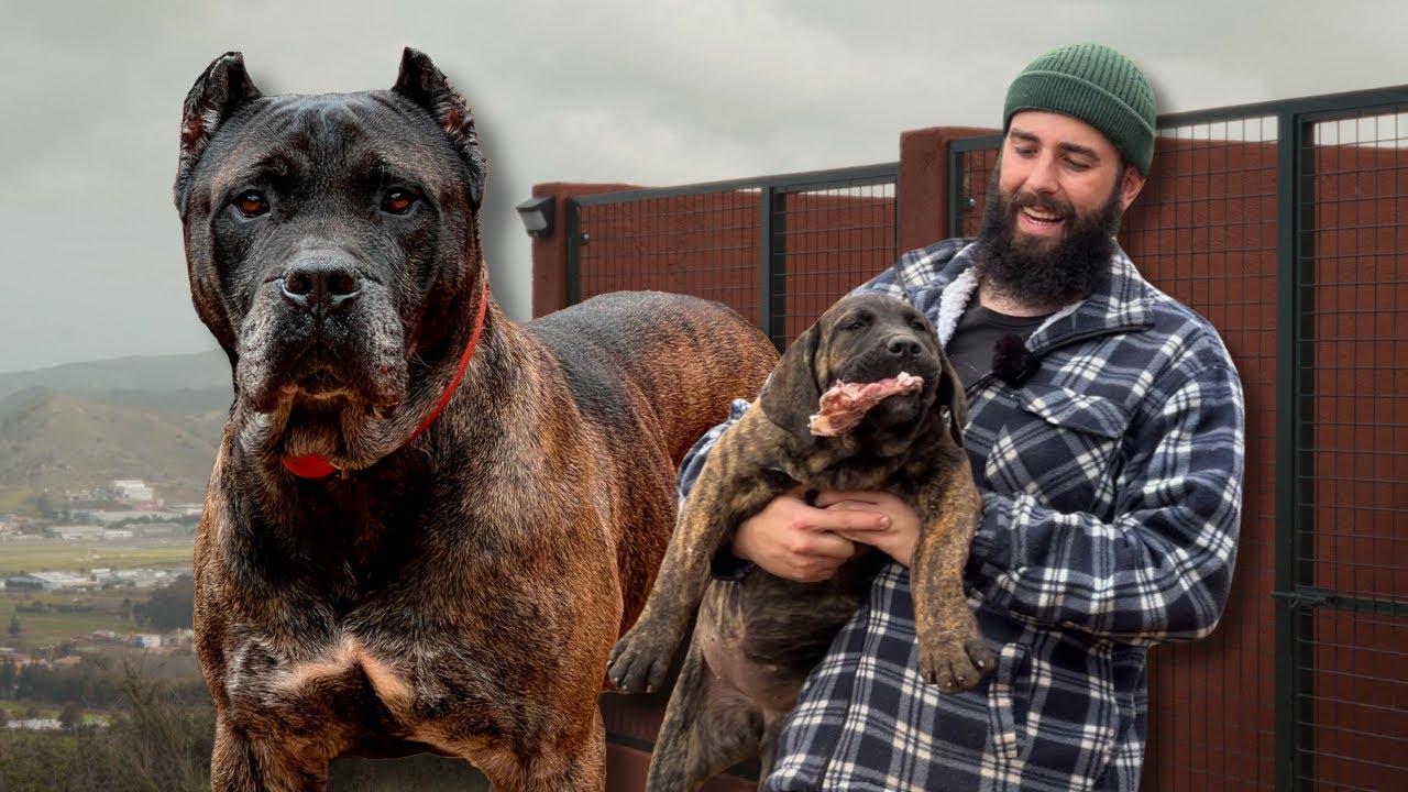 No cometas estos errores con tu cachorro de Presa Canario