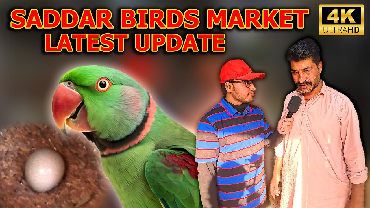 Raheem Rare and Unique Birds and Parrots Shop Saddar Karachi With New Discount Offer