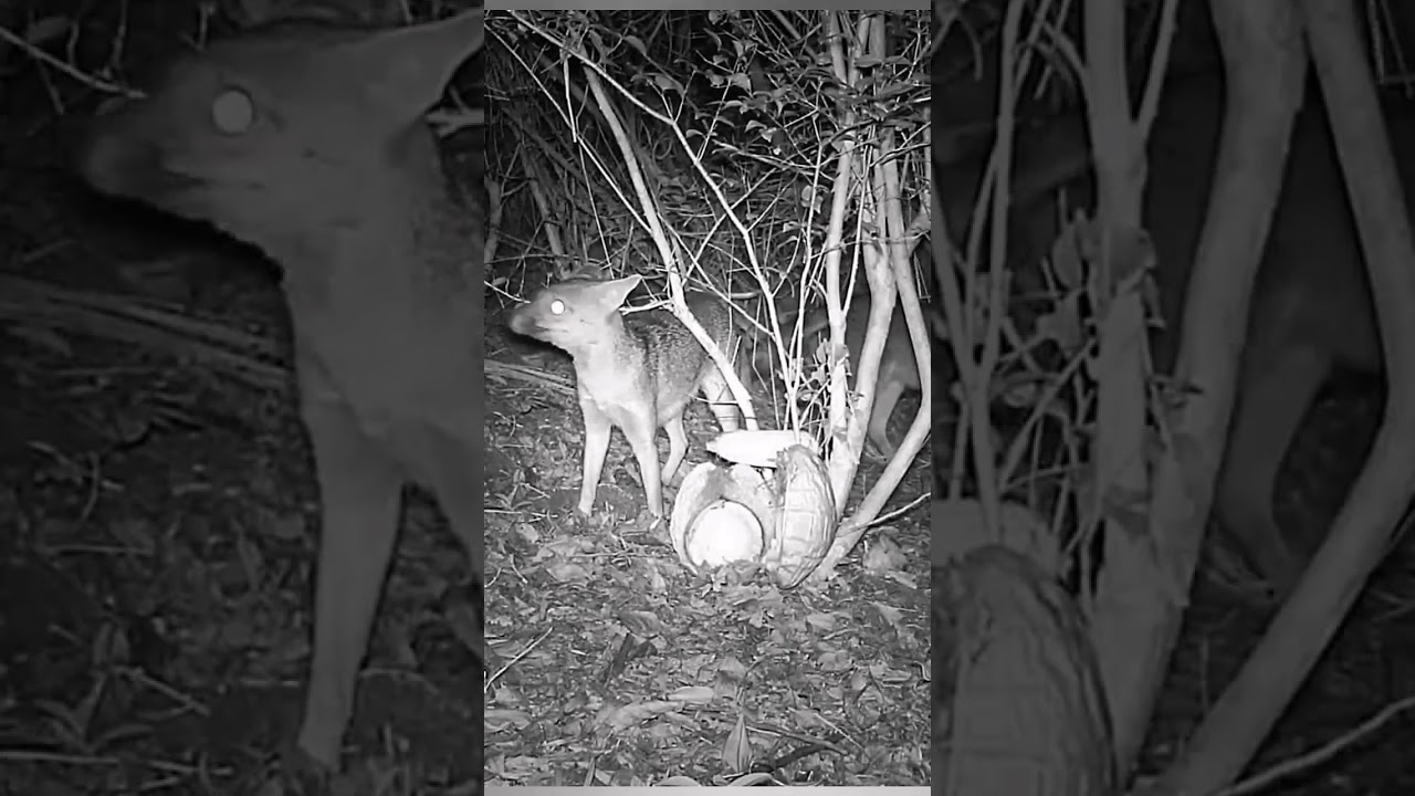 Cachorro do mato #raposa #fox #canideos