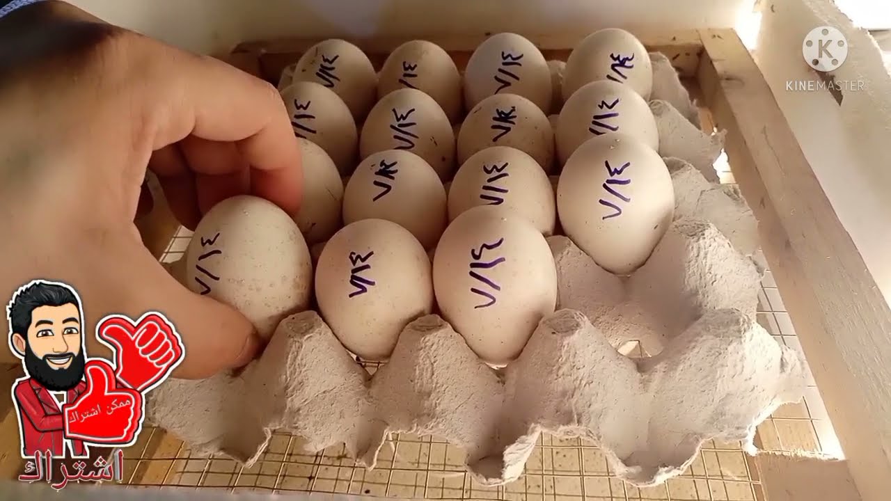 تفقيس بيض الرومى | مشروع مربح