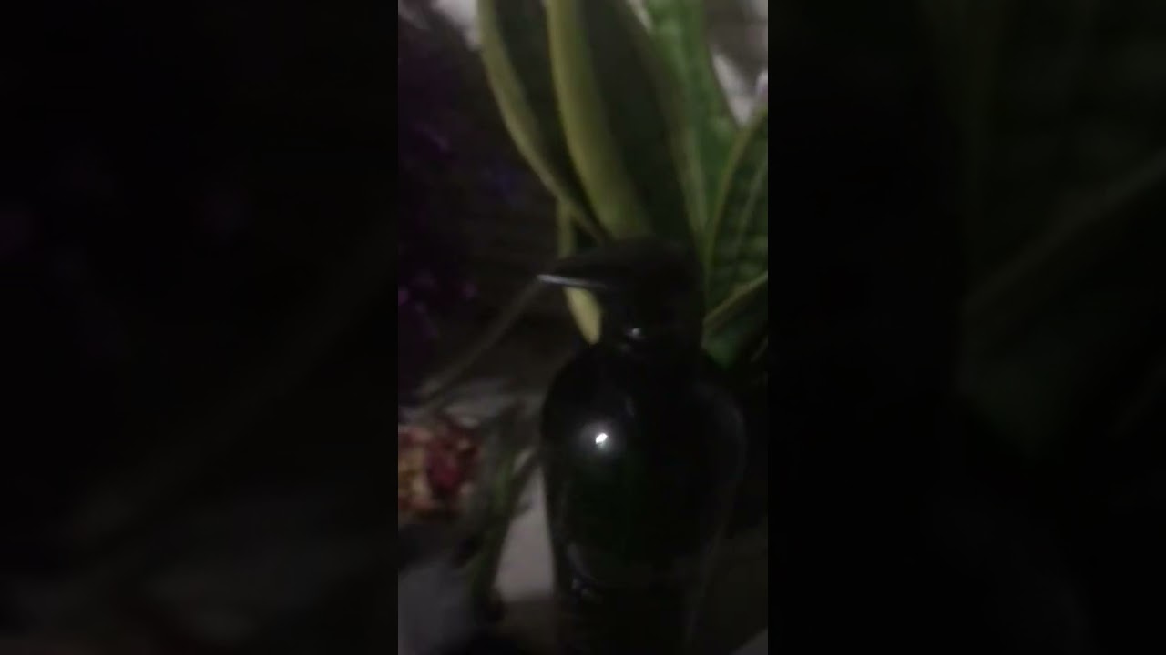 CHI Tea Tree Oil, Shampoo,Conditioner