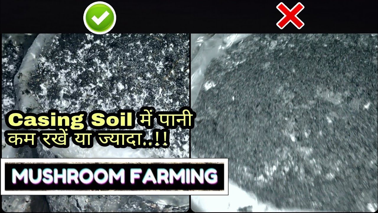 Casing Soil के ज्यादा और कम पानी की पूरी कहानी इस video में...!! Mushroom Farming #ruralstory