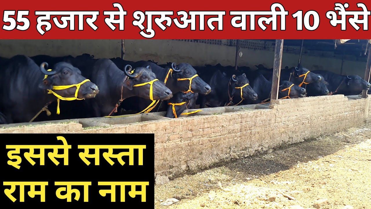 55 हजार से शुरुआत वाली 10 ग्याभिन बाखड़ी व 1 ताजा ब्याई भैंस एक ही जगह (9540134700)