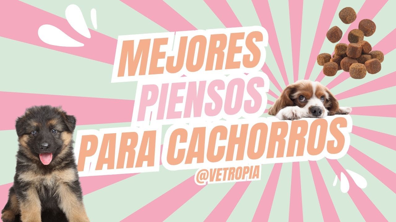MEJORES PIENSOS PARA CACHORROS 🐶🥩