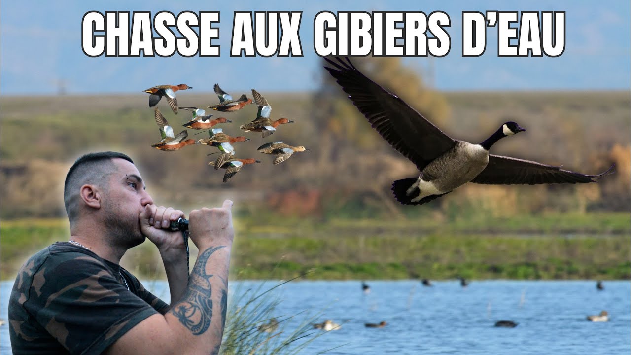 Chasse aux oies et canards en France