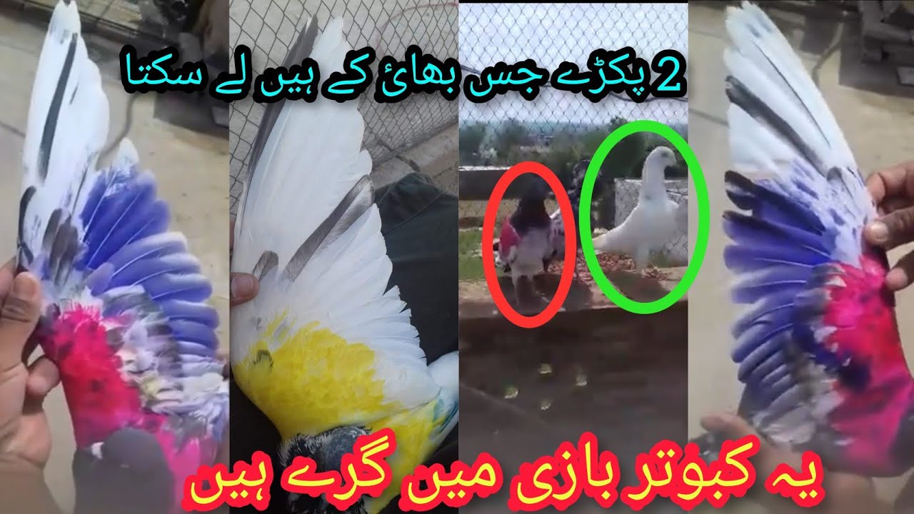 2 kabootar pakry || Barish main awara kabootar pakra || village pigeon sport