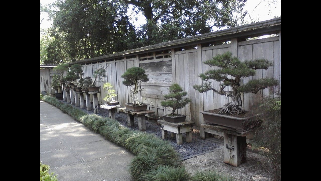 Bonsai_Huntington Japanese Garden_Relaxation