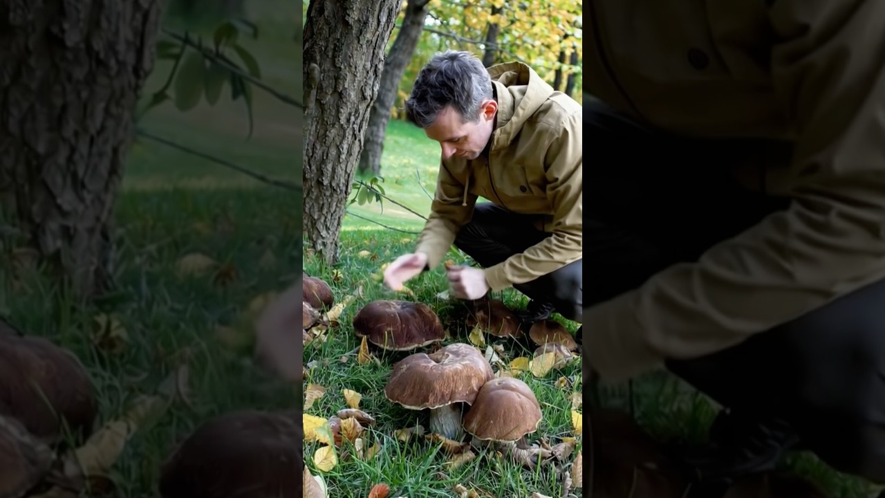 Grande funghi porcini 2025 