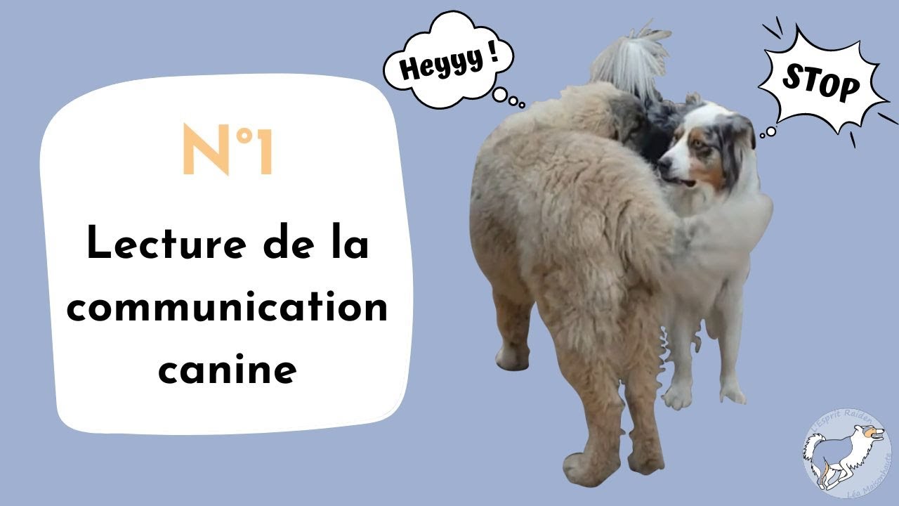 N°1 Analyse de la communication canine : Raiden et Nounours