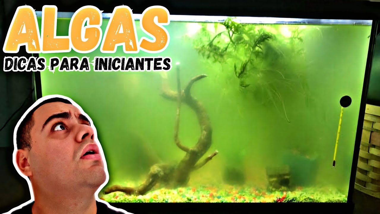 ALGAS EM AQUÁRIOS DE ÁGUA DOCE - DICAS PARA INICIANTES