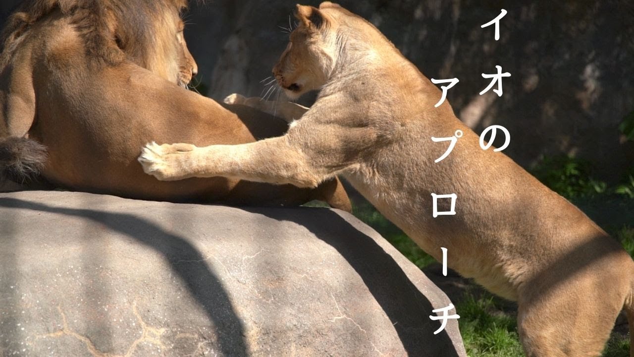 イオのアプローチ　旭山動物園の若きライオン物語【Young lion love story】