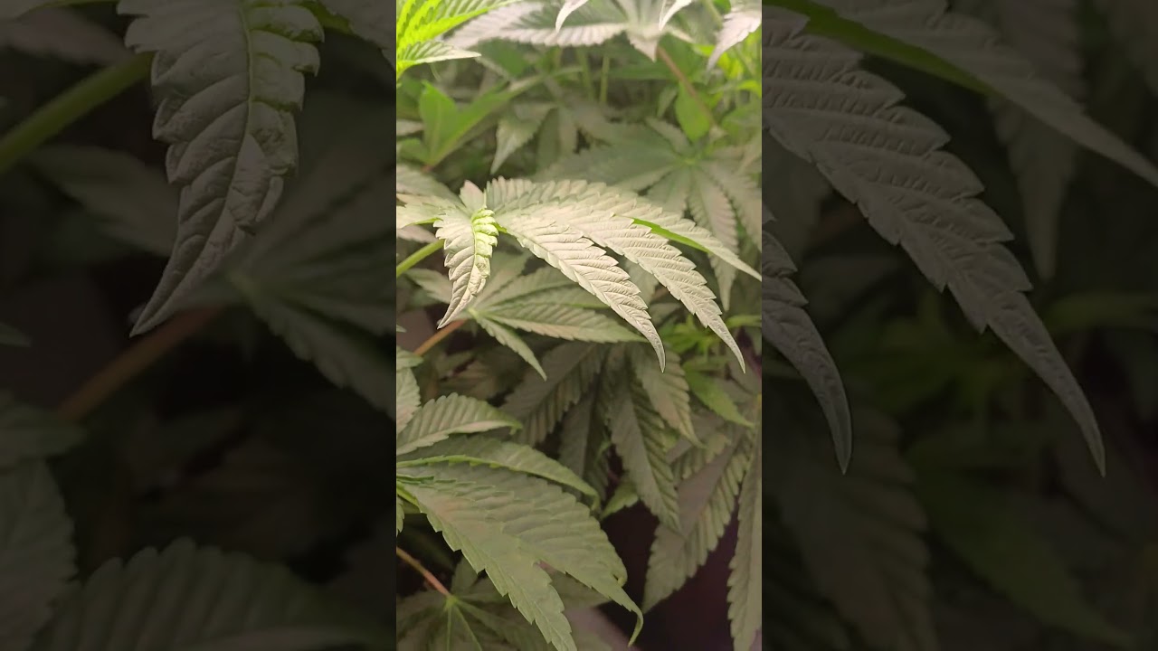 Super lemon haze x Gmo