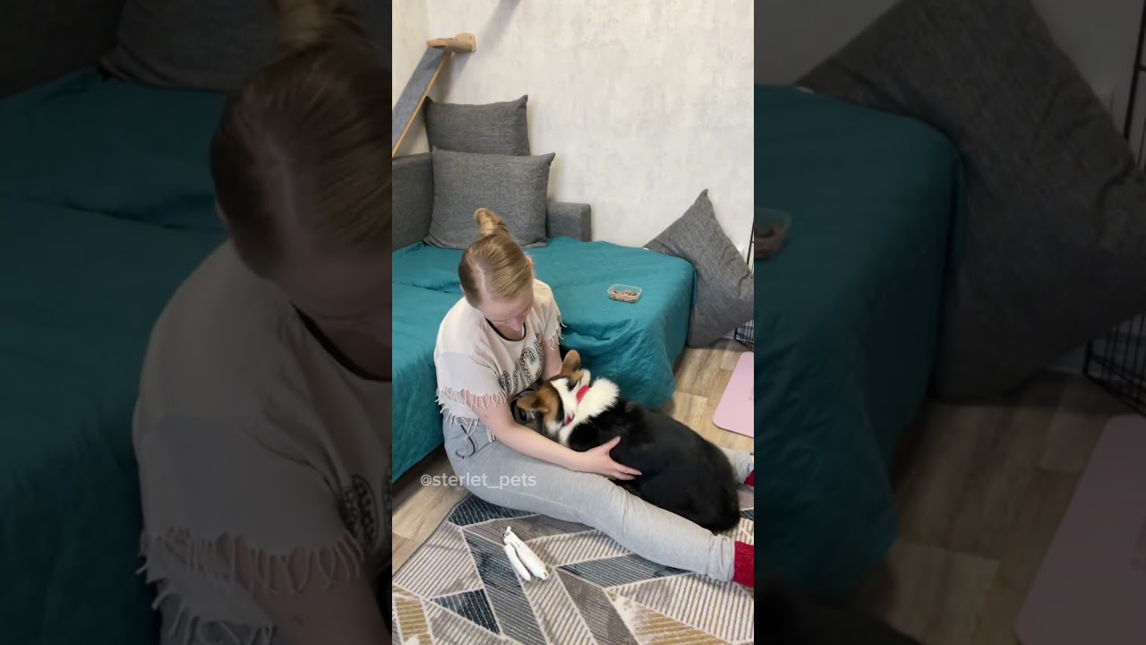 Поэтапное приучение к стрижке когтей