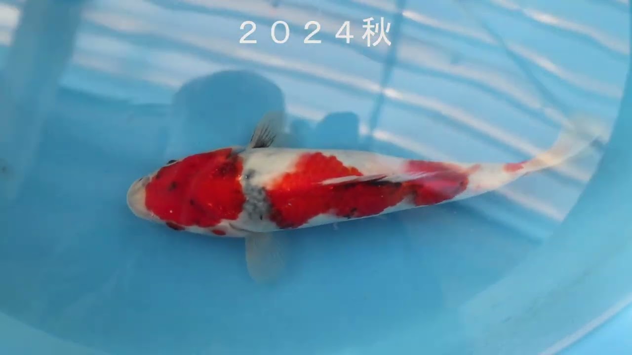 錦鯉当歳加温飼育２５匹の成長変化の全記録