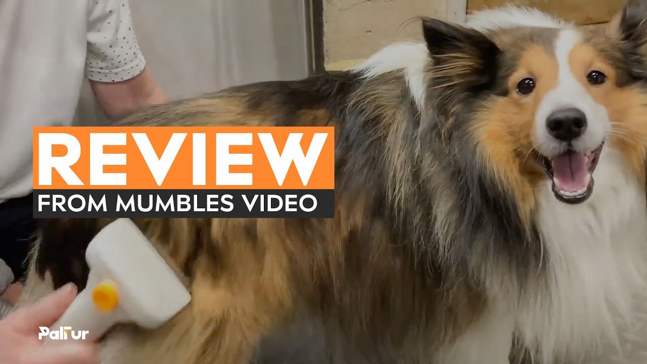 Grooming My Dog With The Palfur IN01 Portable Dog Vacuum! Review From MumblesVideos