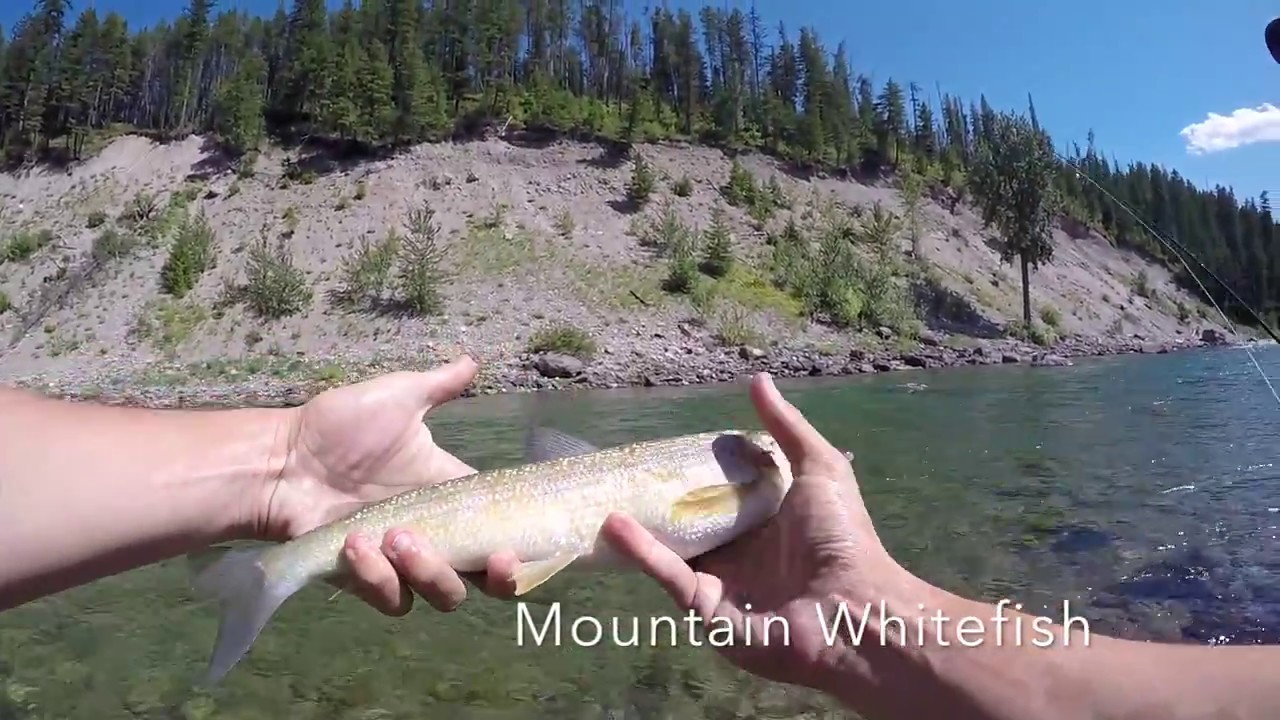 Fly Fishing Montana - Glacier National Park - Middle Fork Flathead River (Part 1/3)