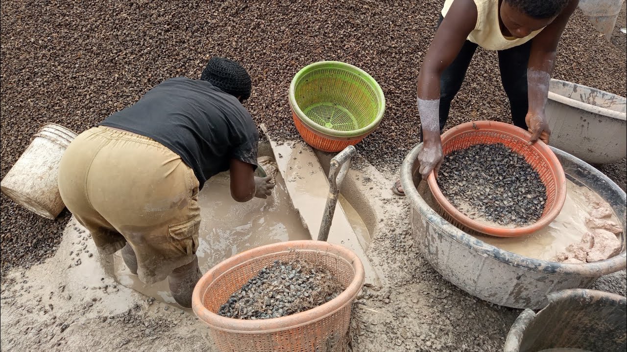 How To Make Money From Washing Cracked Palm nut #trending  #industry #howtomakemoney #howto