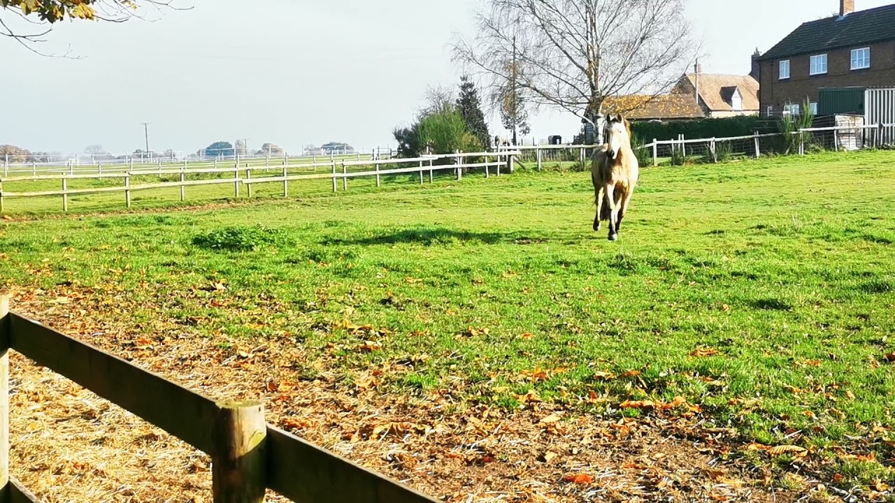 Horse reunited with owner after a short holiday