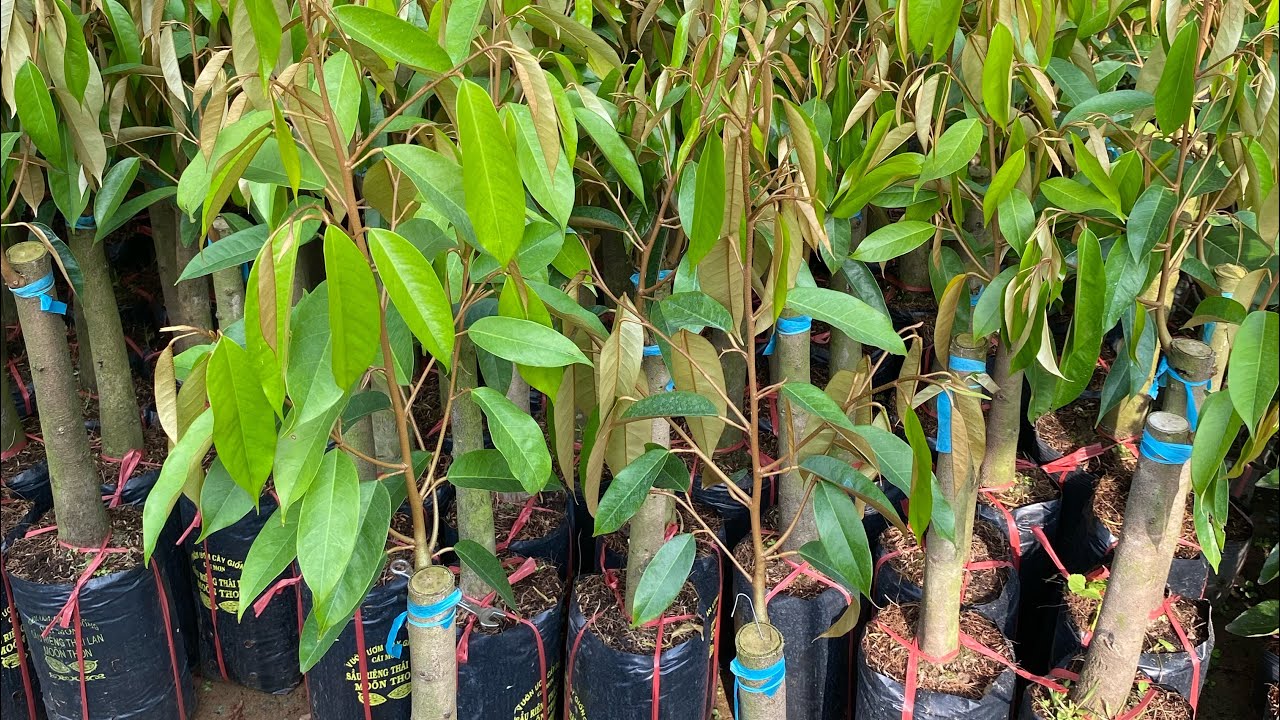Top 2 giống cây trồng kinh tế xuất khẩu trái hiện nay CG Thế Giới Xanh 
