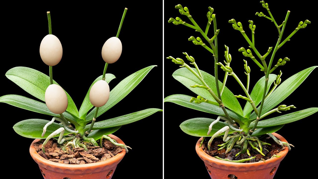The miracle from the egg, The withered flower branch grows 100 new flower branches