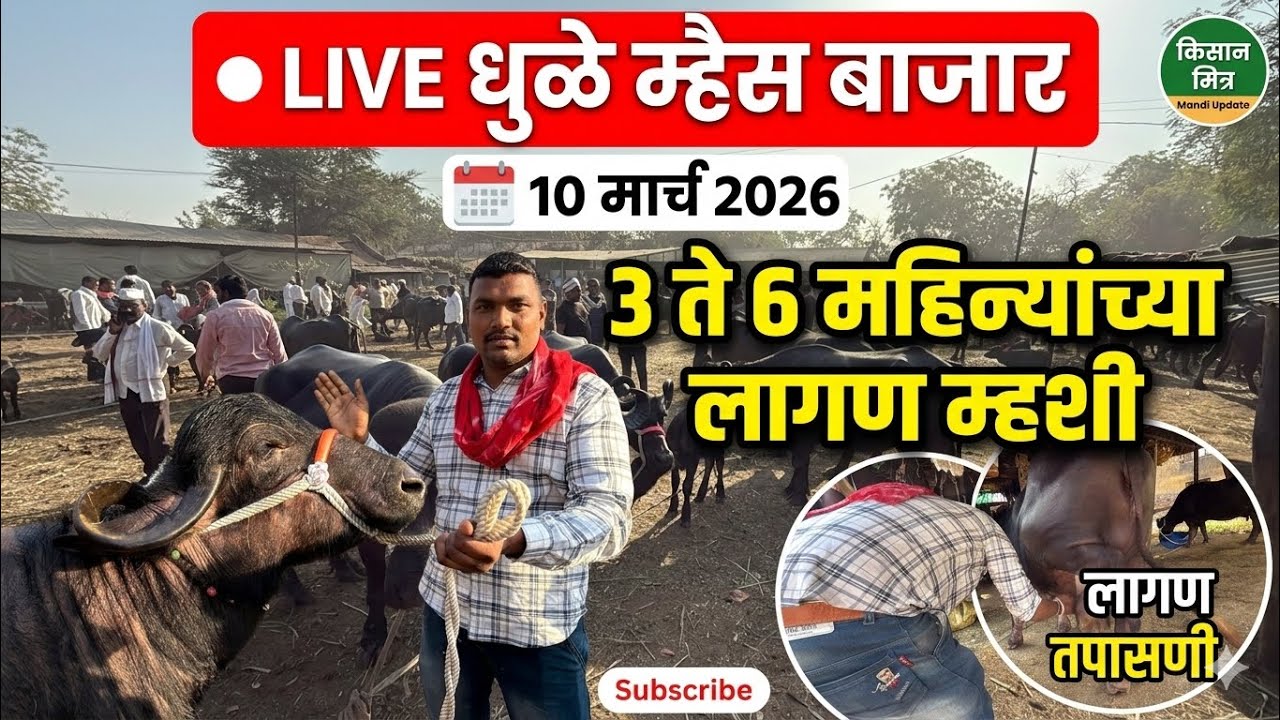 धुळे लागण म्हैस बाजार live 🔴 10 मार्च 2026 || Dhule Buffalo Bajar 3 ते 6 महिन्याच्या म्हशी ✌️ 