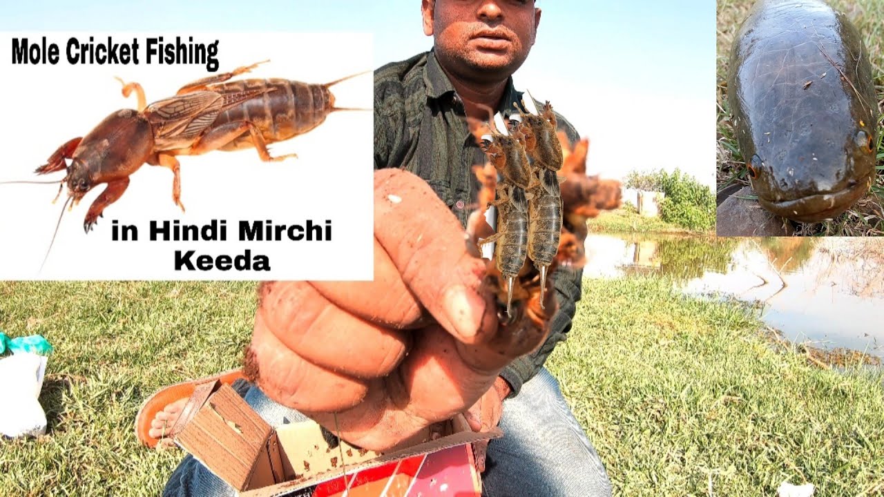 Mole Cricket Fishing | Snakehead fish Catching [Murral fishing] #molecricketfishing