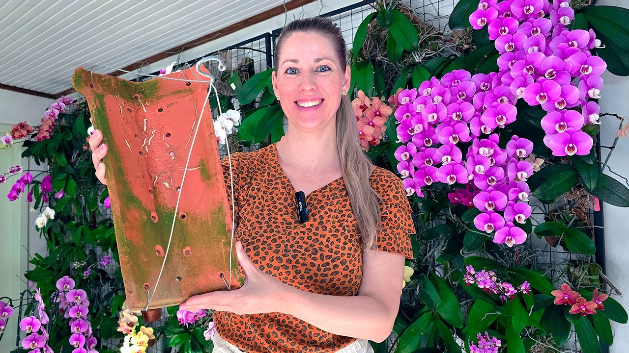 Com apenas uma TELHA faça sua orquídea ENRAIZAR, BROTAR e FLORIR