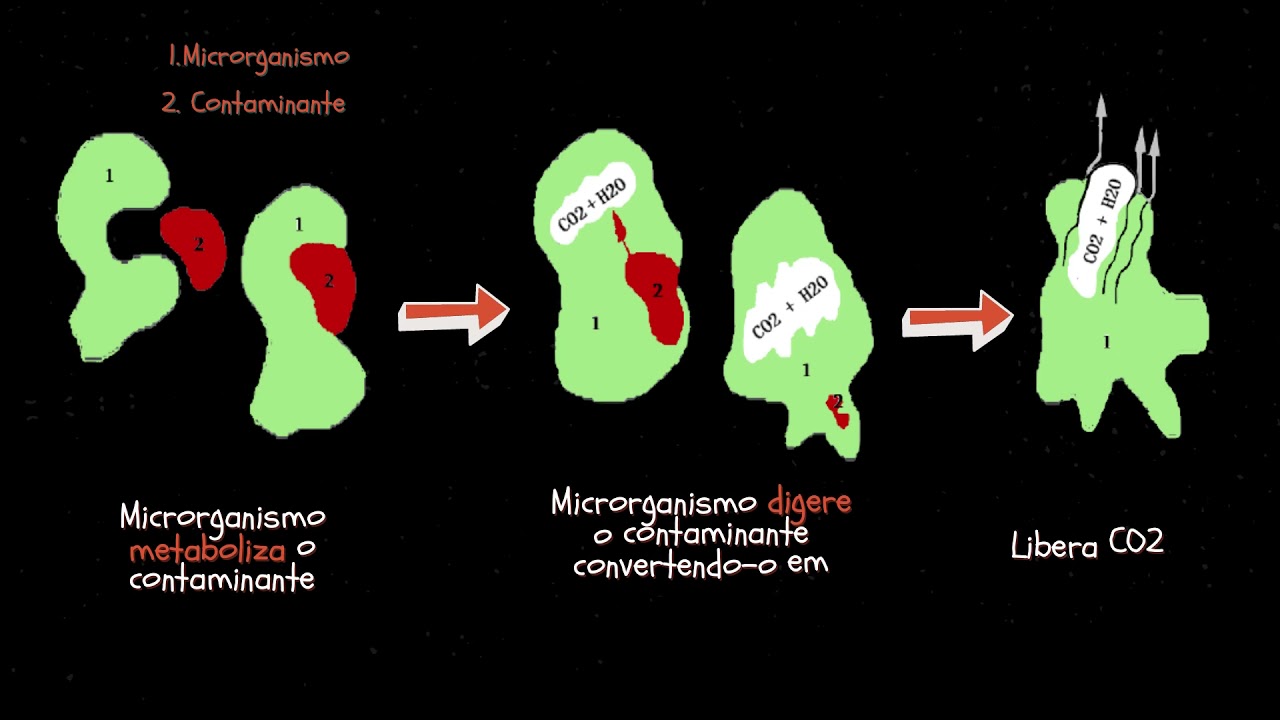 Biorremediação