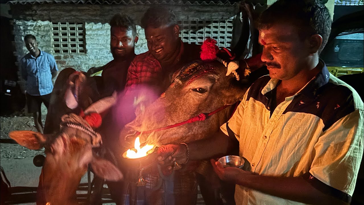 வில்லிவாக்கம் செந்தில்குமார் மாட்டு பொங்கல் கொண்டாட்டம் 2024