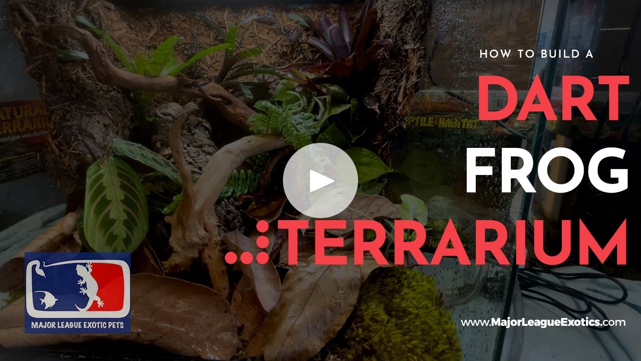 How to Build a Bioactive Dart Frog Terrarium (Step-by-Step Tutorial + Full Kit Available!)