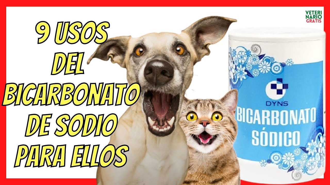 9 USOS DEL BICARBONATO Para PERROS Y GATOS 💚 con PULGAS, SARNA, GARRAPATAS..